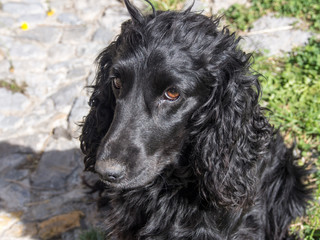 portrait of a cute black dog