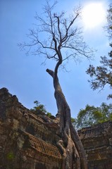 Fototapeta na wymiar tree on a rock