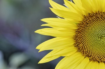 Obraz premium sunflower on a blue background