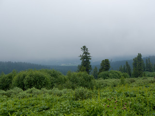 Obraz na płótnie Canvas Coniferous forests in the fog. Siberian mountains. Western Sayan.