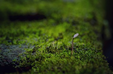 moss in the garden