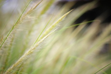 field of wheat
