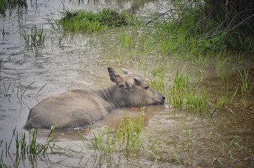 buffalo in kruger national park