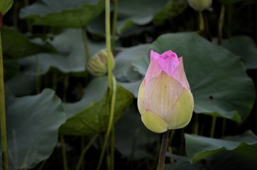 lotus flower in the pond