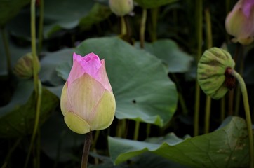 lotus flower in the pond