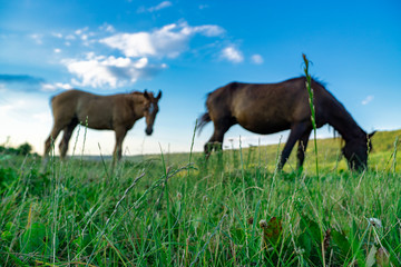 Foal with a mare on a summer pasture