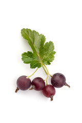 black currant with leaf isolated on white background