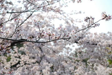 Fototapeta premium サクラ