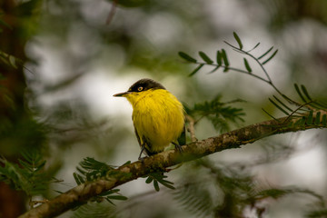 Common tody 