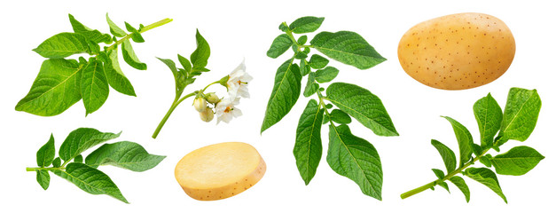 Fototapeta Potato plant and leaves isolated on white background obraz