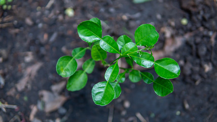 Little bergamot tree in the garden Agriculture background
