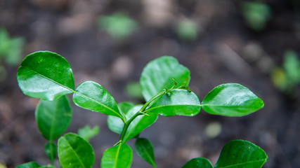 Little bergamot tree in the garden Agriculture background