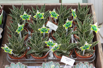 Aloe Tiki Tahi sprouts container on the counter of a flower shop. Unpretentious potted plants