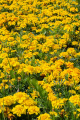 Tagetes is a genus of herbaceous plants in the sunflower family Asteraceae. Yellow flowers Tagete marigold, background vertical postcard wallpaper