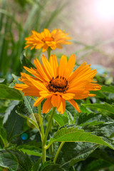 Heliopsis helianthoides False Sunflower beautiful yellow orange garden flower, Astra Ox Eye.