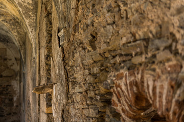 One of the walls of the cloister of the abandoned convent of San Antonio de Padua, Garrovillas de Alconetar