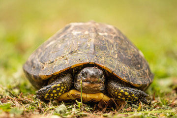 turtle on grass