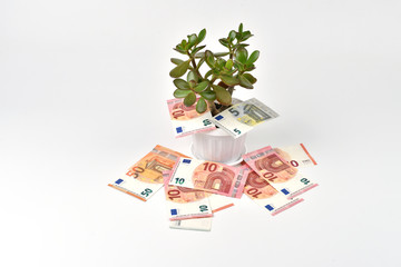 Crassula houseplant surrounded by EURO banknotes isolated on a white background. Money Tree. Concept