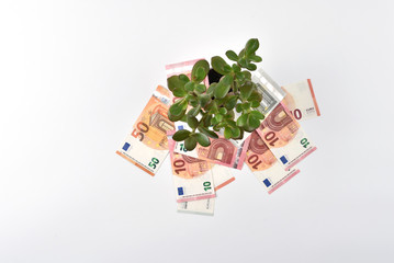 Crassula houseplant surrounded by EURO banknotes isolated on a white background. Money Tree. Concept