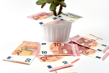 Crassula houseplant surrounded by EURO banknotes isolated on a white background. Money Tree. Concept