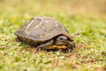 turtle on grass