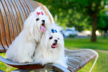 Cute maltese dog