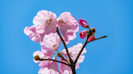 Beautiful azaleas in the background of the blue sky