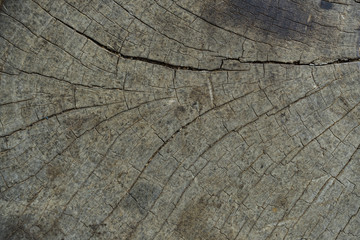 Fototapeta premium Wood surface