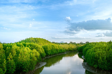 Fototapeta premium Mangrove forest with green leaves in national park at afternoon.