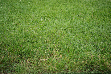 Green sport grass. Green lawn with corner white line pattern and texture background. Close-up.