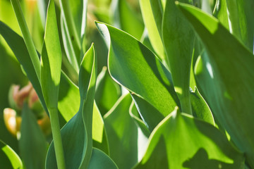 Green tulip leaves background. Lush fooliage in spring garden