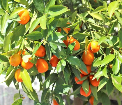 evocative image of Sicilian mandarins on tree