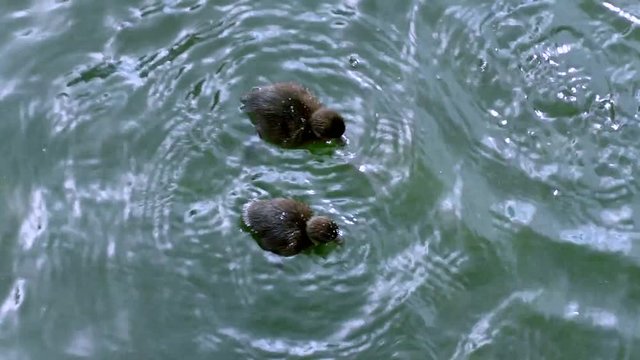 Wild ducklings dive and swim. Birds Bucephala clangula in natural aquatic environment. 