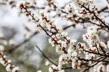 Beautiful white branches of a blooming apricots in the spring in the background blue sky the bee