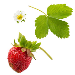 Fresh red strawberry berry, leaf and flower isolated on white background. Close-up.