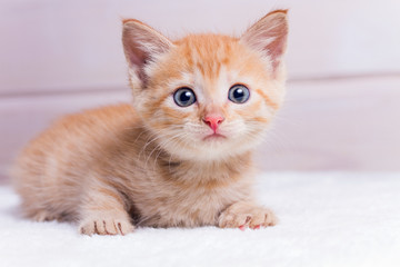 little red kitten lying on a white wooden background