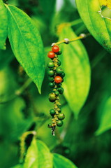 Pepper (The King of Spice)