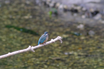 kingfisher on branch