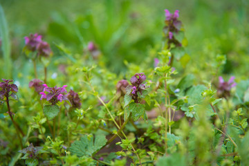 Meadow with wild spring flowers