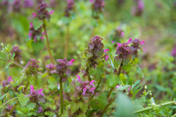 Meadow with wild spring flowers
