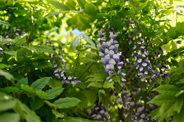 White-purple flowers of wisteria and green leaves.