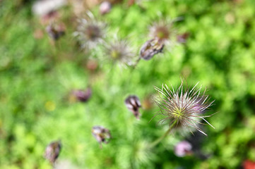 Pulsatilla - pasque flower seeds in nature.