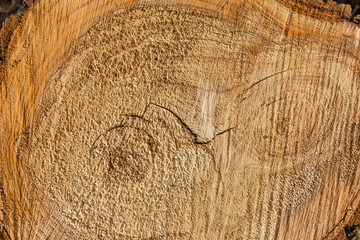 Background of the transverse cut of the poplar tree trunk
