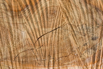 Background of transverse cut of poplar with chainsaw work traces