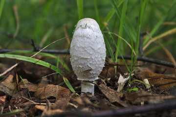 young mushroom grown after the rain