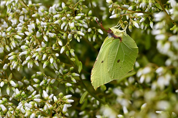 Gonepteryx rhamni - Butterfly yellowish on petals.