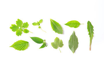 set of  Green leaves Isolated on a white.