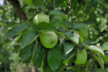 apples on a branch in the garden