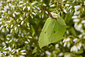 Gonepteryx rhamni - Butterfly yellowish on petals.