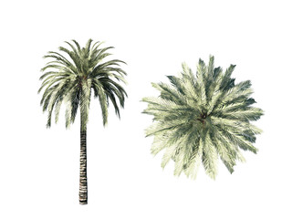 Palm phoenix tree. Isolated on white background. 3D rendering illustration
